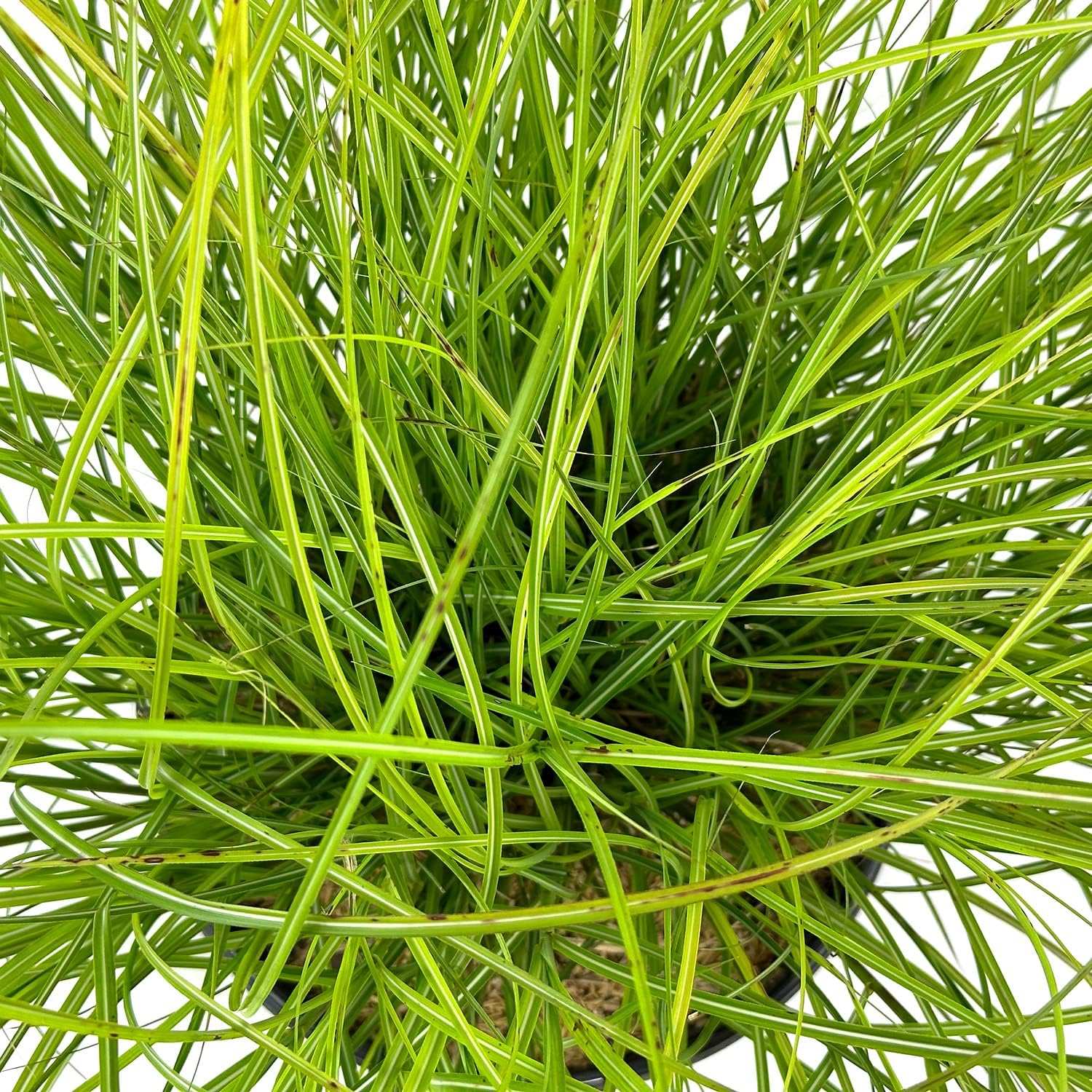 3 Gallon Dwarf Ornamental Grass with Silver-Green to Golden Foliage C564034