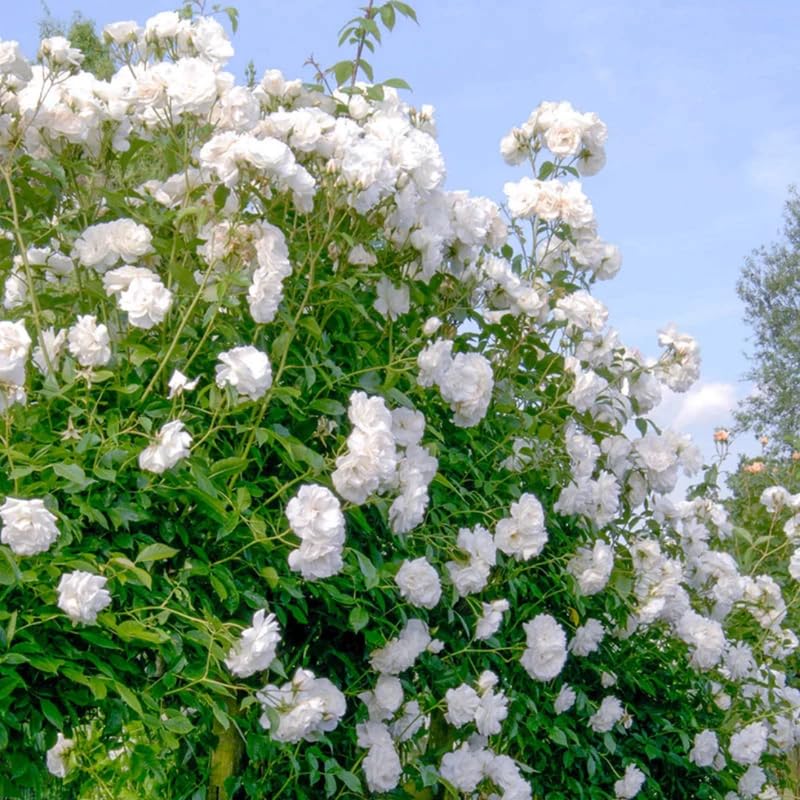 White Pink Rose Bushes Starter Size 4 to 10 Inch Tall P34476