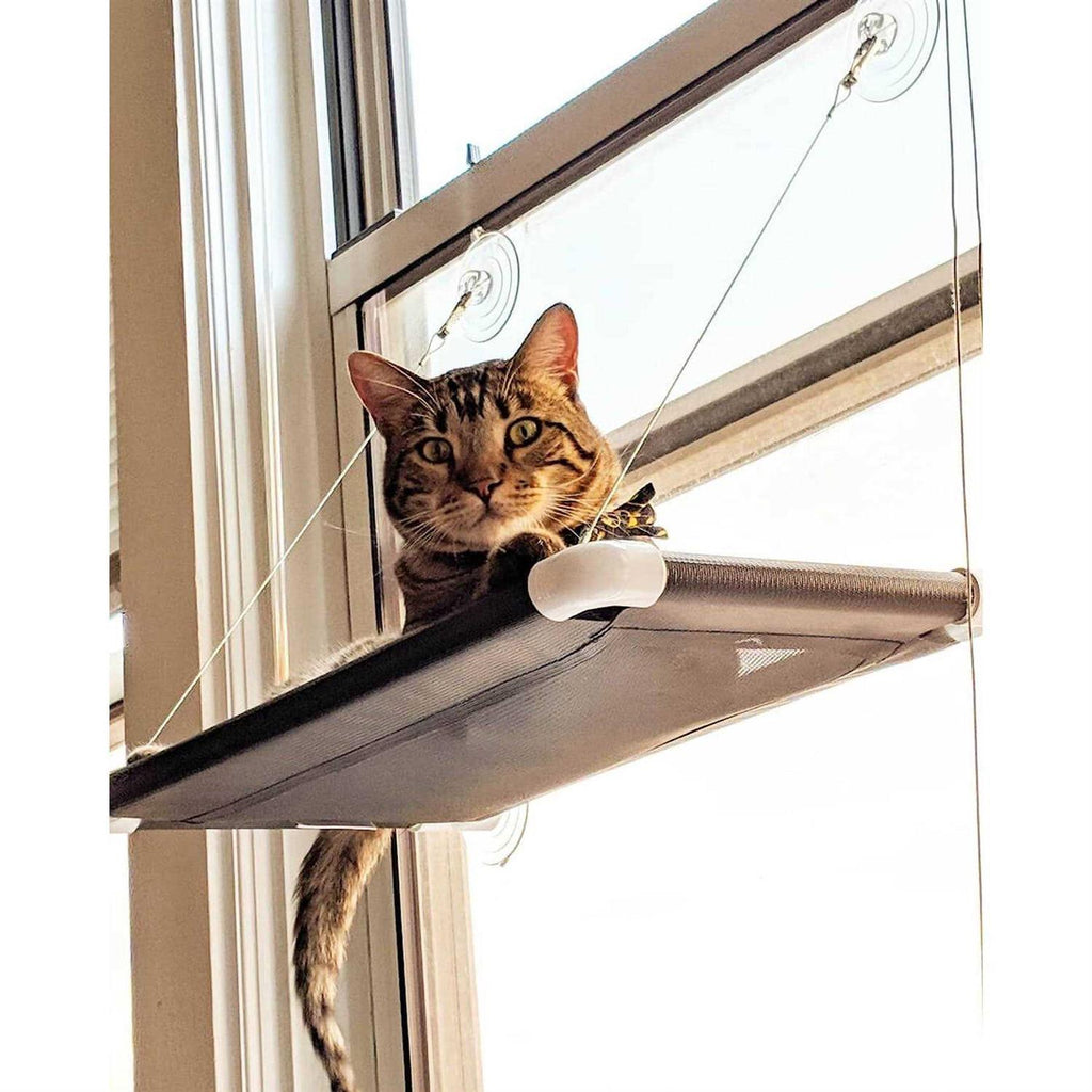 Cat Perch Y39248
