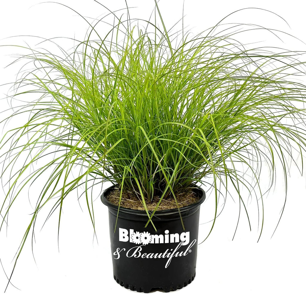 3 Gallon Dwarf Ornamental Grass with Silver-Green to Golden Foliage C564034