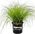 3 Gallon Dwarf Ornamental Grass with Silver-Green to Golden Foliage C564034