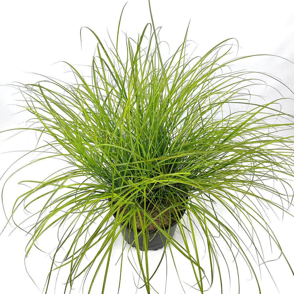 3 Gallon Dwarf Ornamental Grass with Silver-Green to Golden Foliage C564034