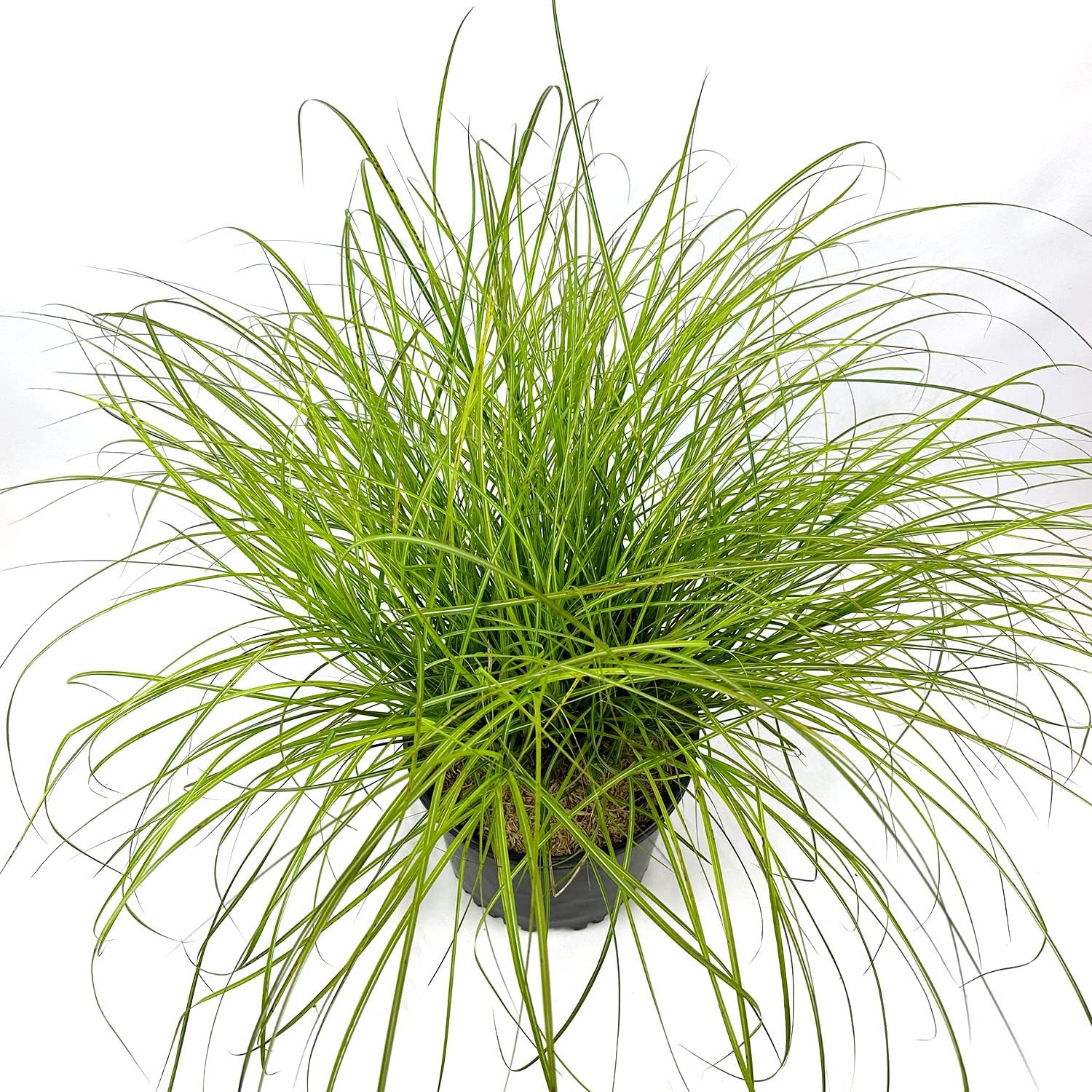 3 Gallon Dwarf Ornamental Grass with Silver-Green to Golden Foliage C564034
