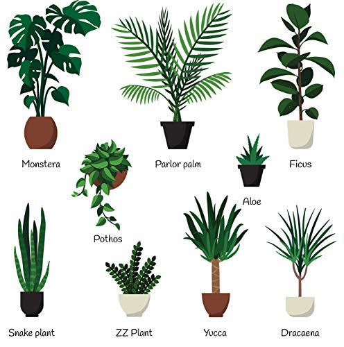 All-purpose Liquid Houseplant Fertilizer for Potted Soil V961