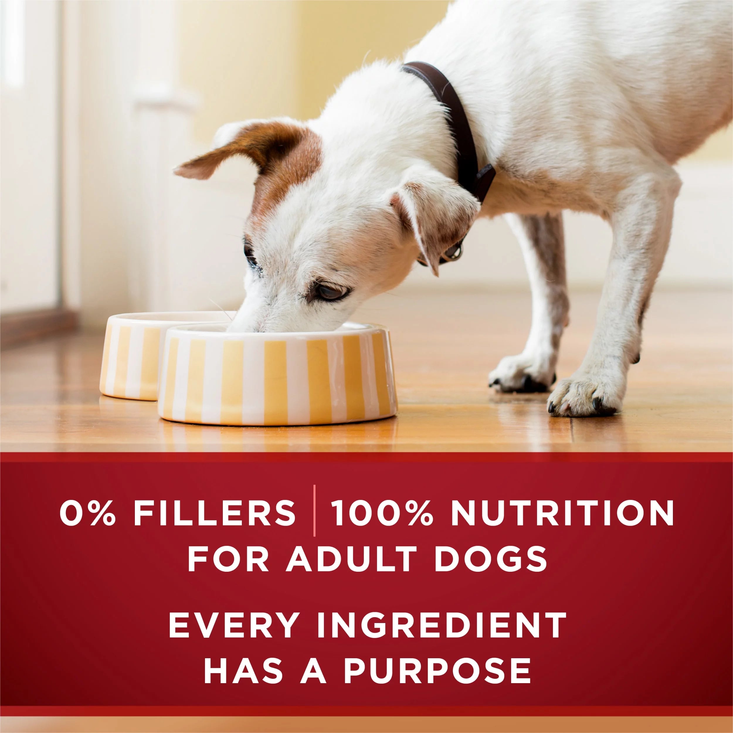 13 oz Cans (12 Pack) Wet Dog Food T70411