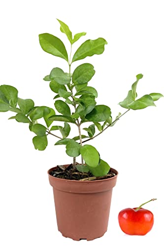Barbados Cherry Tree Live Plant in 4 Inch Grower's Pot Edible Fruit Bearing Tree L797799