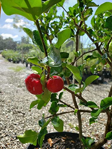 Barbados Cherry Tree Live Plant in 4 Inch Grower's Pot Edible Fruit Bearing Tree L797799
