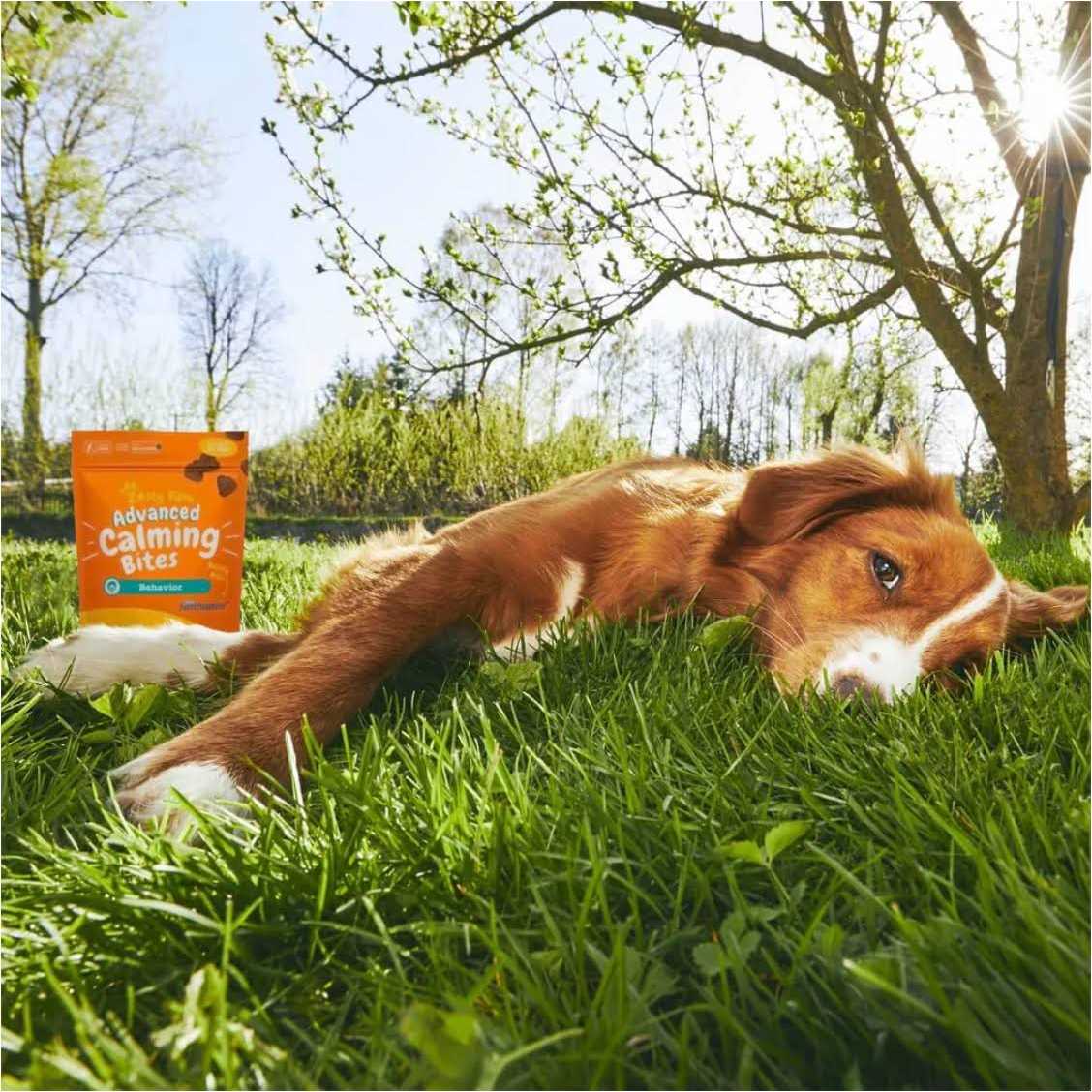 Advanced Behavior Calming Bites for Dogs W784745