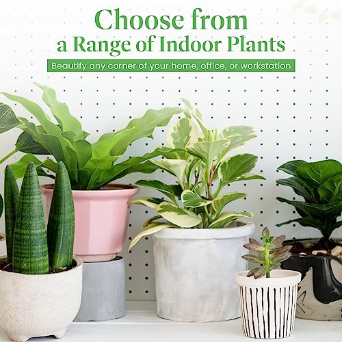 Monstera Adansonii Wide Leaf Swiss Cheese Vine 4-Inch Pot Live Plant L27653