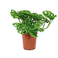 Monstera Adansonii Wide Leaf Swiss Cheese Vine 4-Inch Pot Live Plant L27653