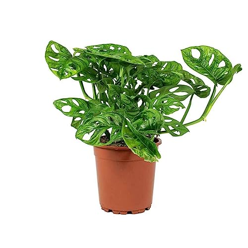 Monstera Adansonii Wide Leaf Swiss Cheese Vine 4-Inch Pot Live Plant L27653