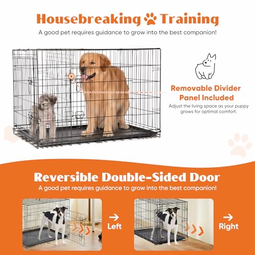 Large 36 Inch Double Door Folding Metal Wire Dog Crate with Divider Panel and Plastic Leak-Proof Pan Tray P323