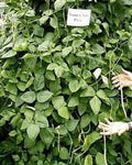 Iron & Clay Cowpeas - 50 Lbs. M117781