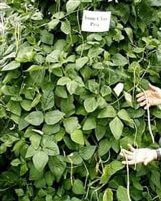 Iron & Clay Cowpeas - 50 Lbs. M117781