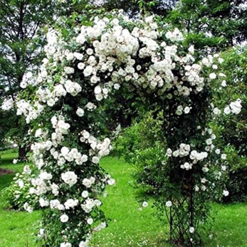 White Pink Rose Bushes Starter Size 4 to 10 Inch Tall P34476