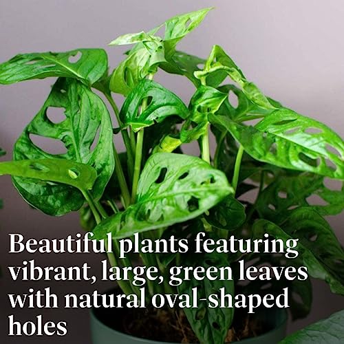 Monstera Adansonii Wide Leaf Swiss Cheese Vine 4-Inch Pot Live Plant L27653