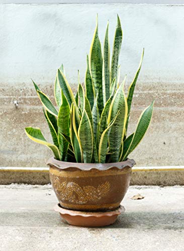 All-purpose Liquid Houseplant Fertilizer for Potted Soil V961