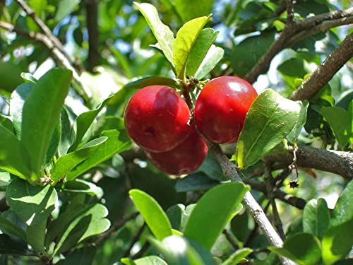 Barbados Cherry Tree Live Plant in 4 Inch Grower's Pot Edible Fruit Bearing Tree L797799