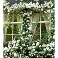 White Pink Rose Bushes Starter Size 4 to 10 Inch Tall P34476