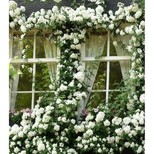 White Pink Rose Bushes Starter Size 4 to 10 Inch Tall P34476