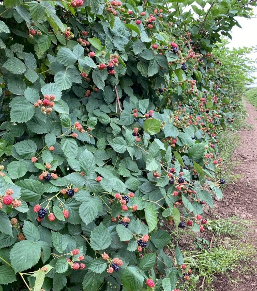 2.5" cup Thornless Blackberry Plant L4503