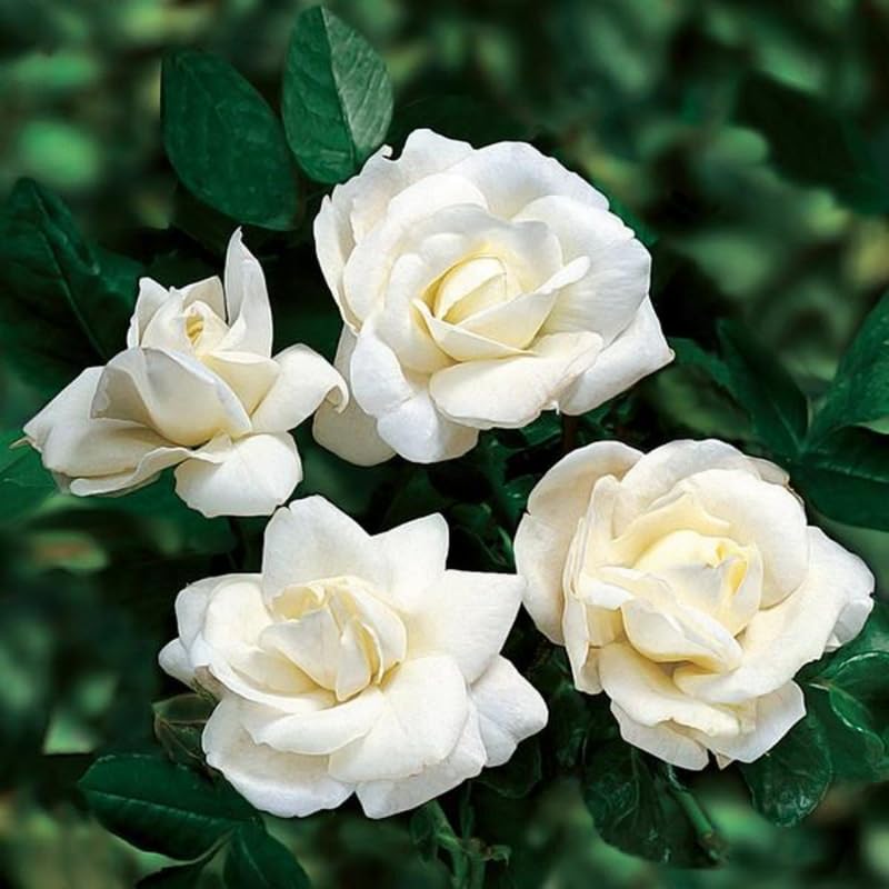White Pink Rose Bushes Starter Size 4 to 10 Inch Tall P34476