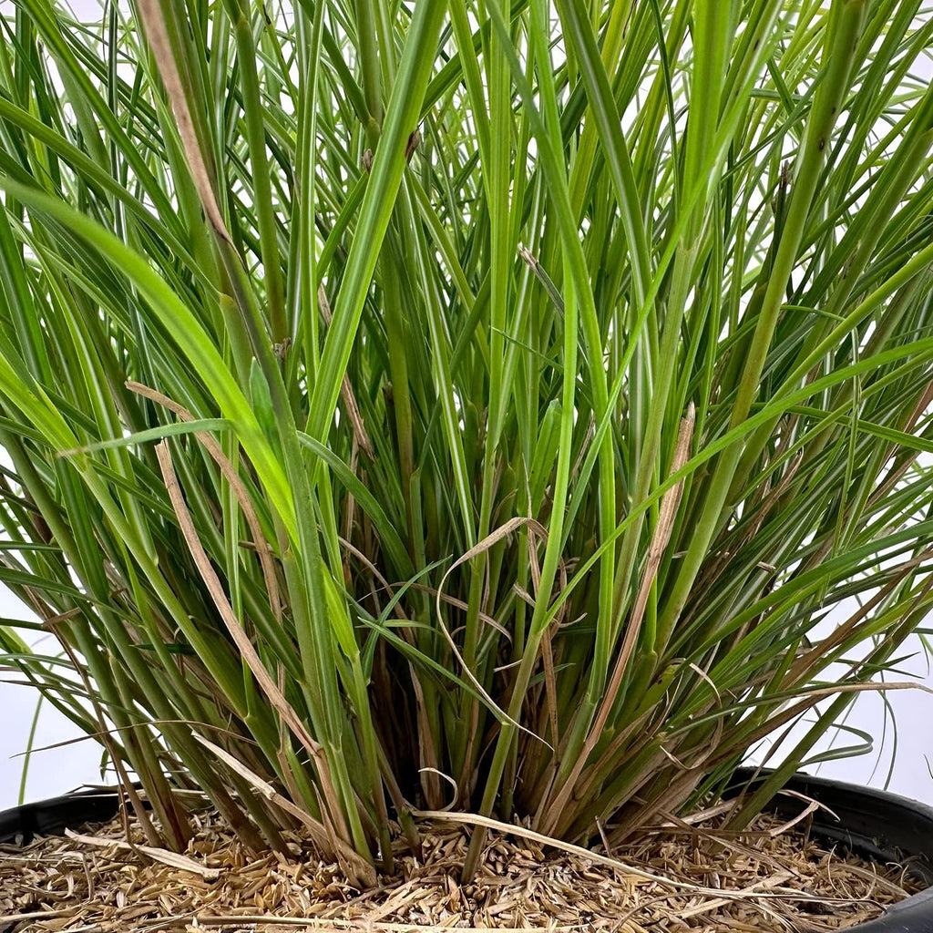 3 Gallon Dwarf Ornamental Grass with Silver-Green to Golden Foliage C564034