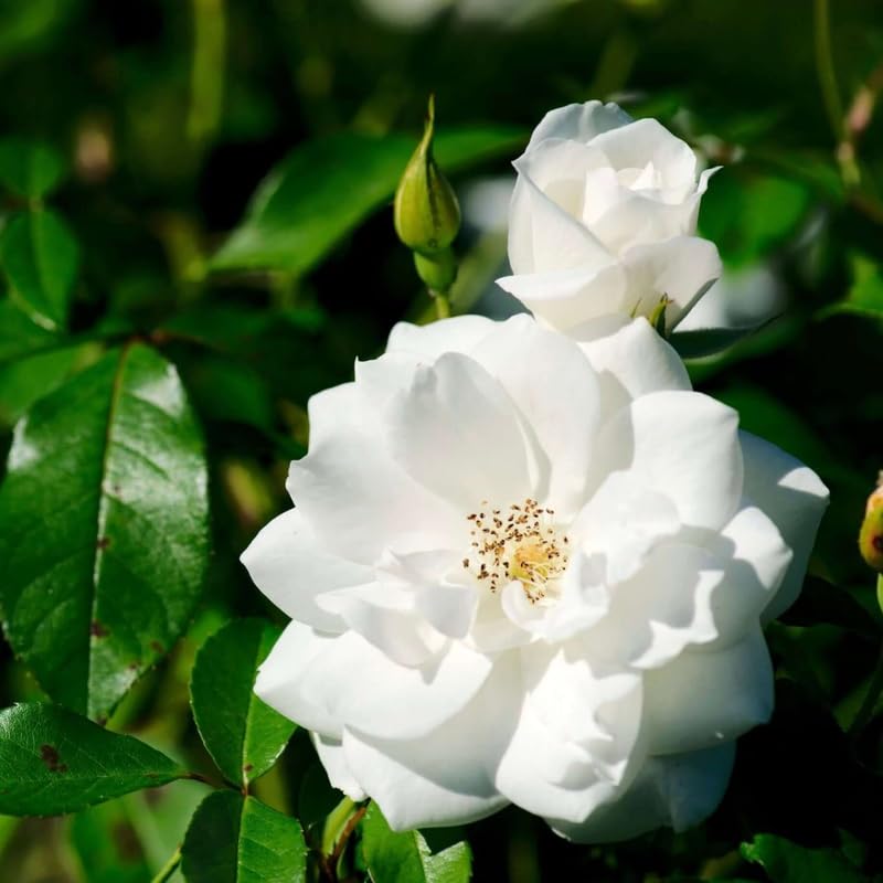 White Pink Rose Bushes Starter Size 4 to 10 Inch Tall P34476