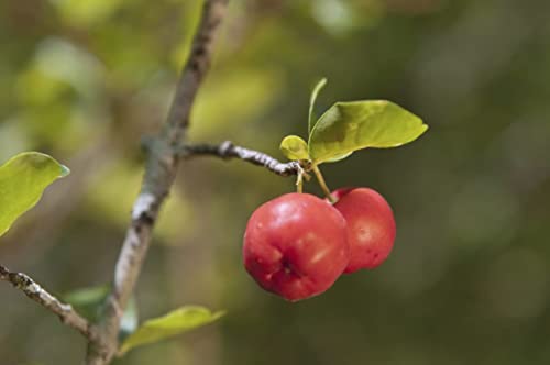 Barbados Cherry Tree Live Plant in 4 Inch Grower's Pot Edible Fruit Bearing Tree L797799