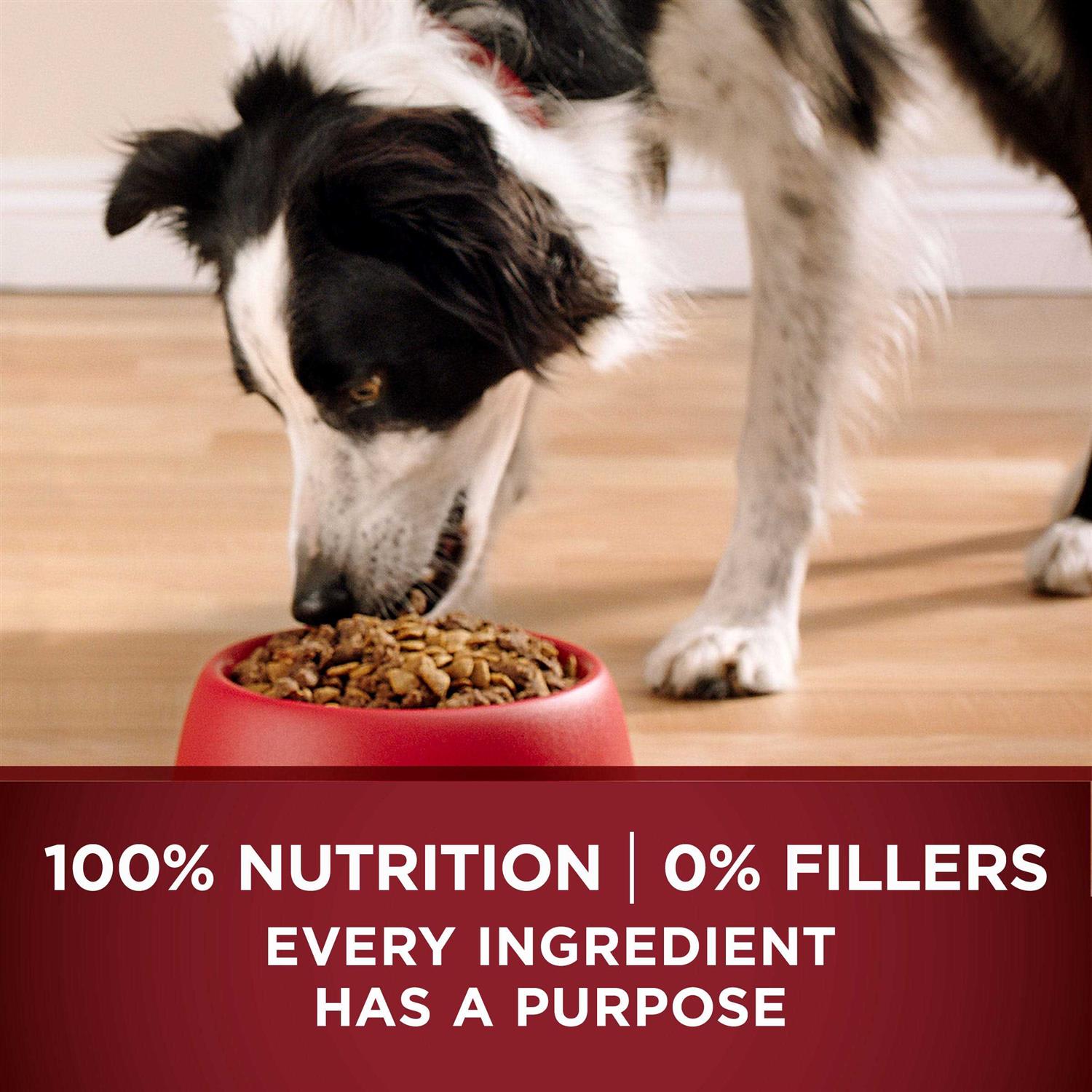 Turkey and Venison Dry Dog Food L871