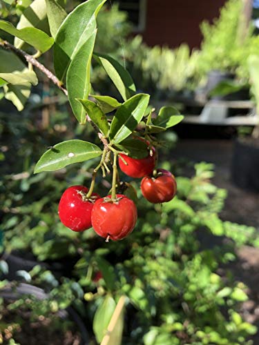 Barbados Cherry Tree Live Plant in 4 Inch Grower's Pot Edible Fruit Bearing Tree L797799