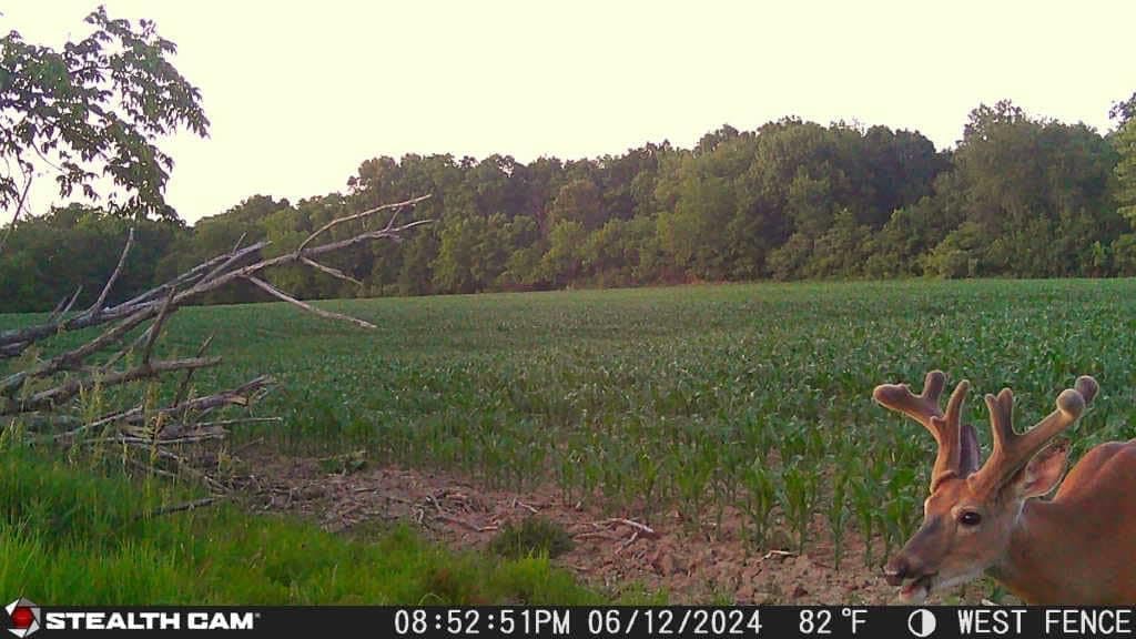 36MP Trail Camera with 1080P HD Video, 0.4 Sec Trigger Speed, 360° Panoramic View, Built-in GPS, Cellular (2pk), 32GB SD Cards, & Microfiber Cleaning Cloth K41096