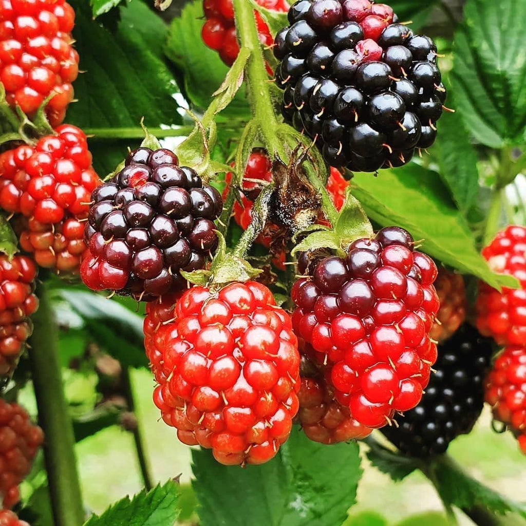 2.5" cup Thornless Blackberry Plant L4503