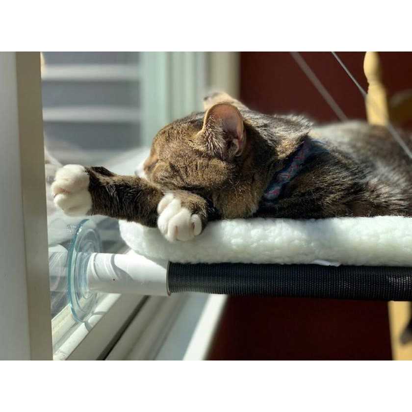 Cat Perch Y39248