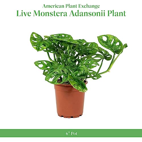 Monstera Adansonii Wide Leaf Swiss Cheese Vine 4-Inch Pot Live Plant L27653