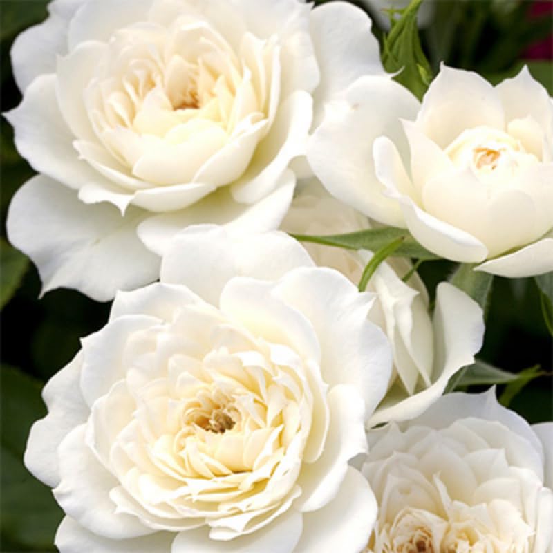 White Pink Rose Bushes Starter Size 4 to 10 Inch Tall P34476