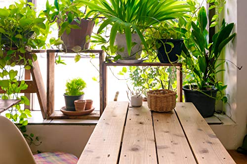 All-purpose Liquid Houseplant Fertilizer for Potted Soil V961