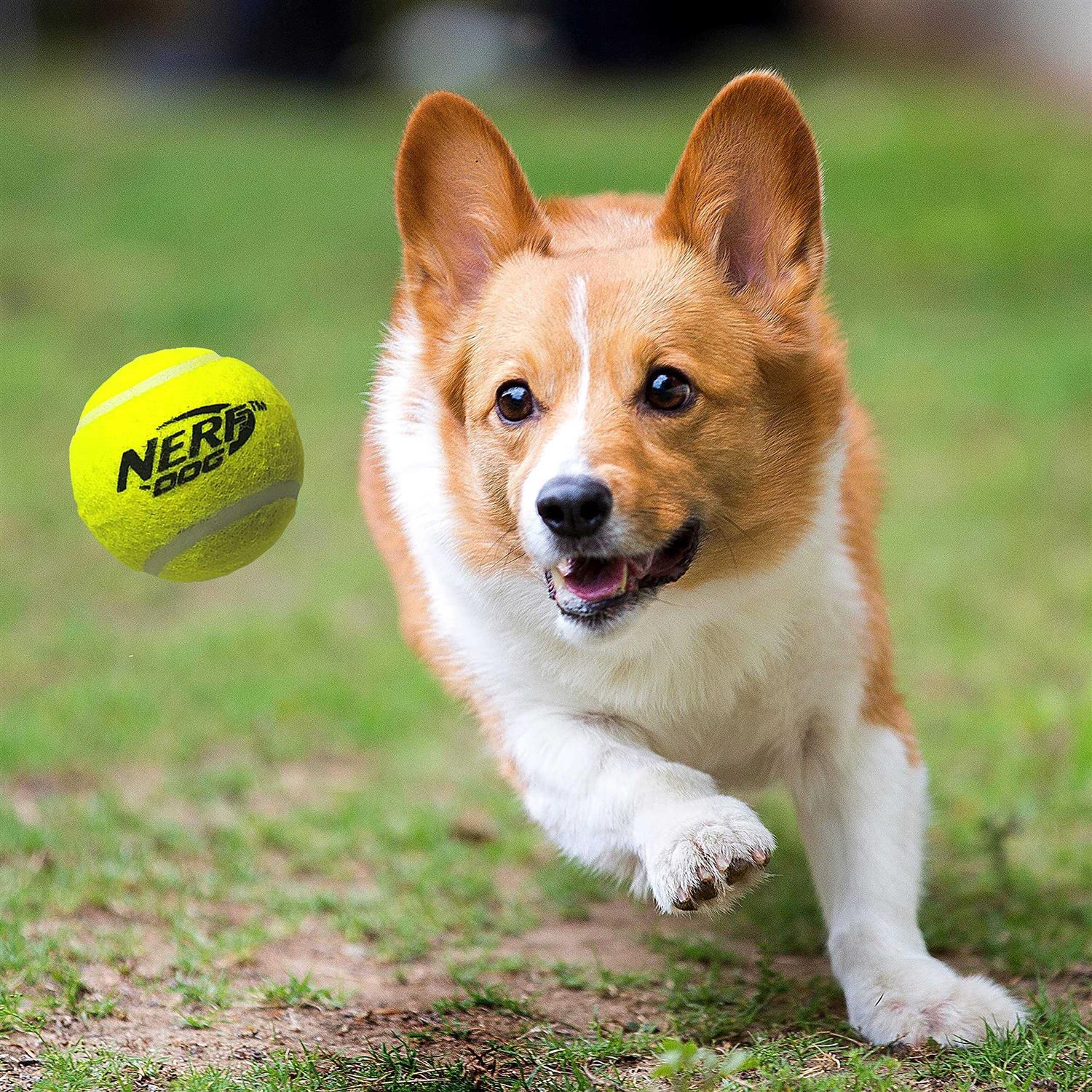 Tennis Ball Blaster Dog Toy L22043
