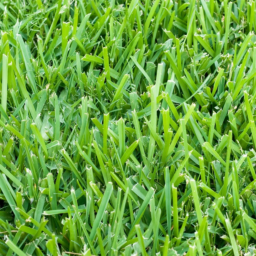 500 sq. ft. Sod Pallet C247866