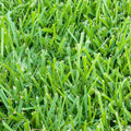 500 sq. ft. Sod Pallet C247866