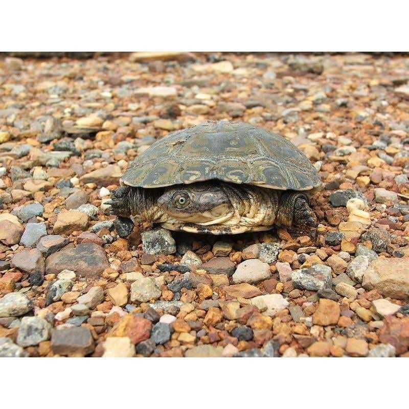 Aquatic Turtle Kit B482898