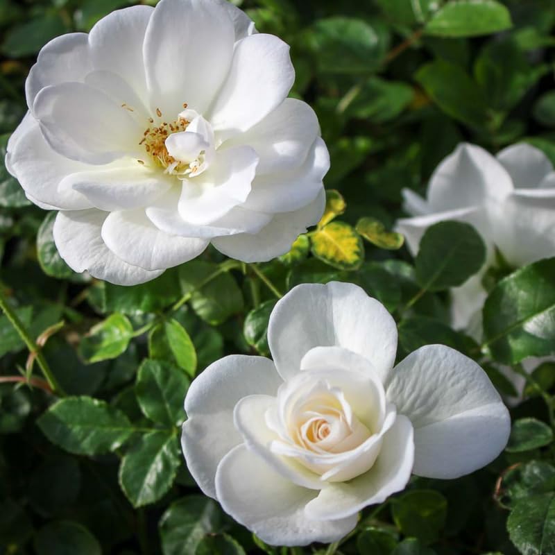 White Pink Rose Bushes Starter Size 4 to 10 Inch Tall P34476