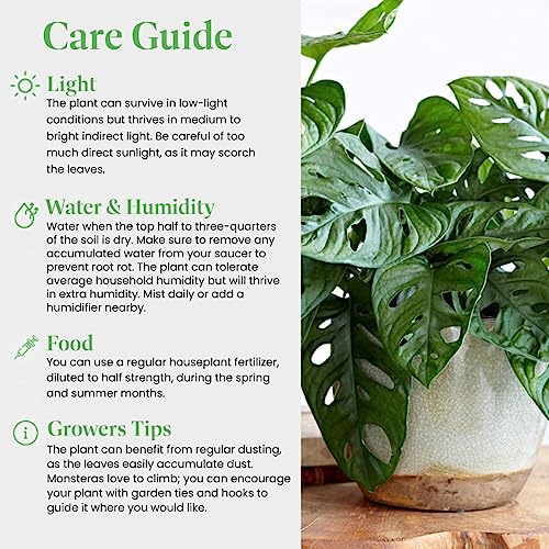 Monstera Adansonii Wide Leaf Swiss Cheese Vine 4-Inch Pot Live Plant L27653