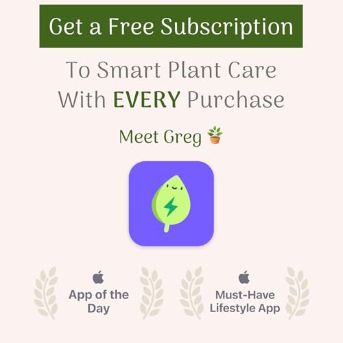 Monstera Adansonii Wide Leaf Swiss Cheese Vine 4-Inch Pot Live Plant L27653